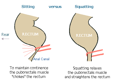 sitting-vs-squatting-naturesplatform.gif?width=356