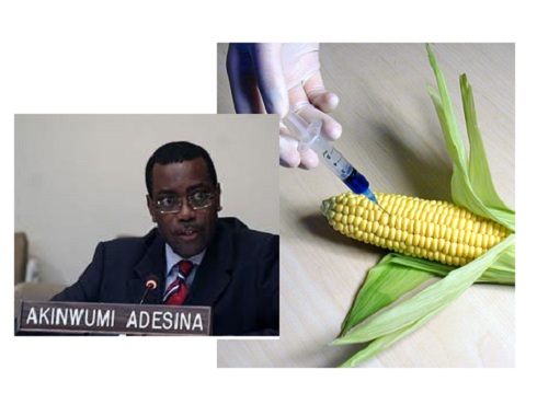 Akinwumi Adeshina GMO corn