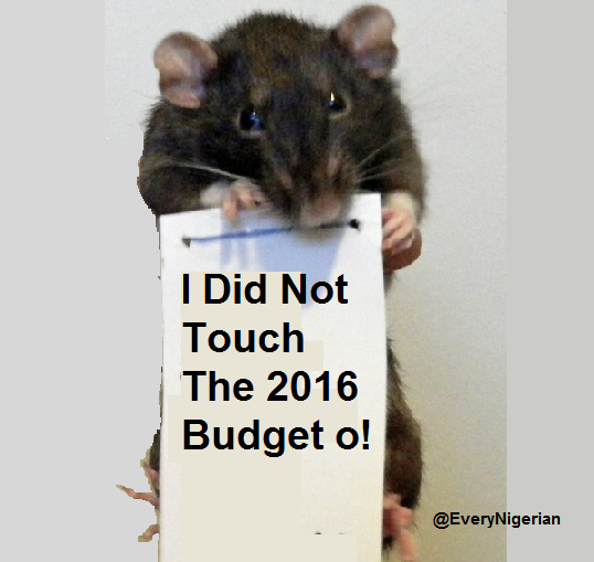 rat budget