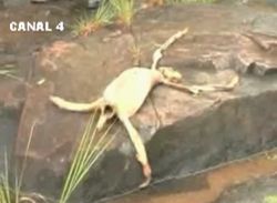 NewsRescue! » Mysterious Creature Found In Panama