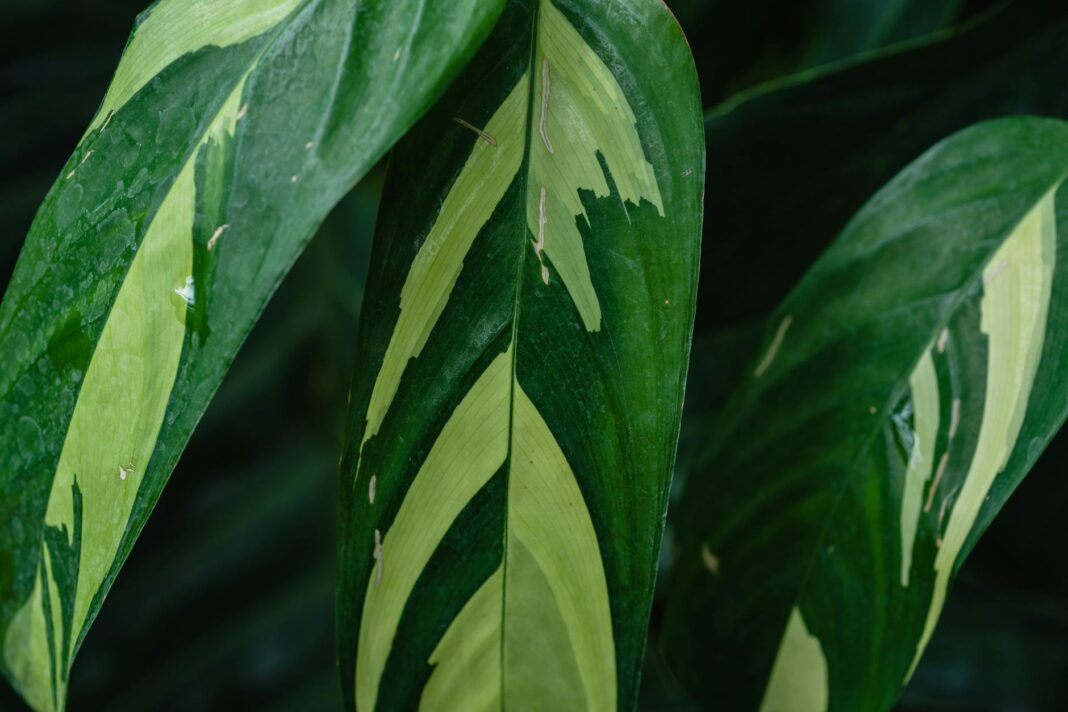 #Dasukigate: I Never Knew N100m from Anenih was for Arms Procurement – Falae