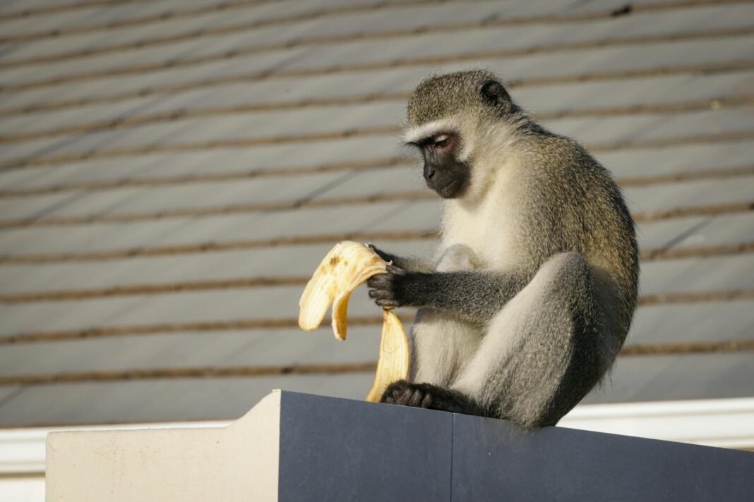 Dokubo Betrays Jonathan: Monkey No Fine But Him Mama Like Am