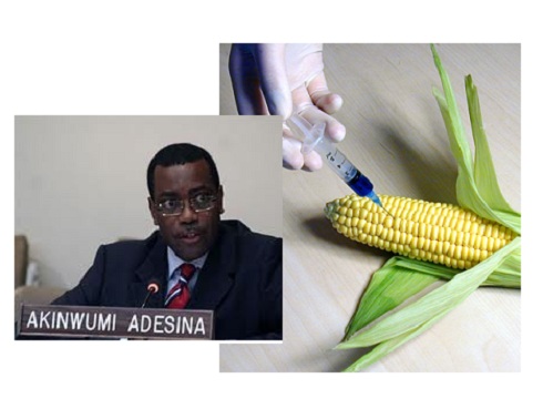 GMO Foods : Re-Enslavement Of Nigeria By The G8, Monsanto And The Ministry Of Agriculture – NewsRescue.com