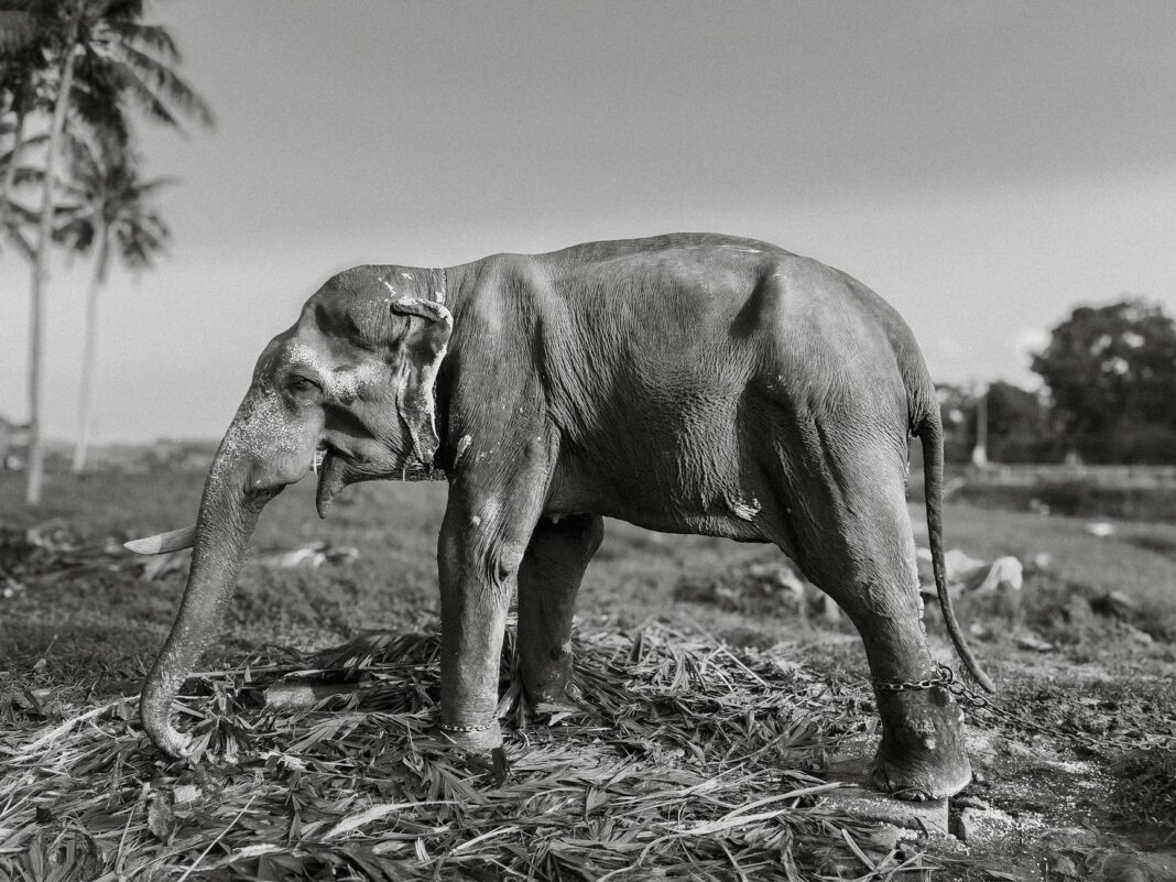 India: Upset Elephant Attacks Bike Rider, Breaks Bike, Helmet In “Anger At Technology?” – NewsRescue.com
