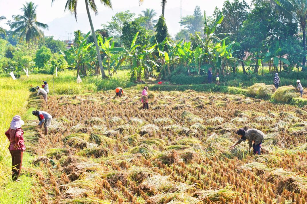 Rice Farmers Decry Insecurity in Borno: Boko Haram Agenda Against Farmers – NewsRescue.com