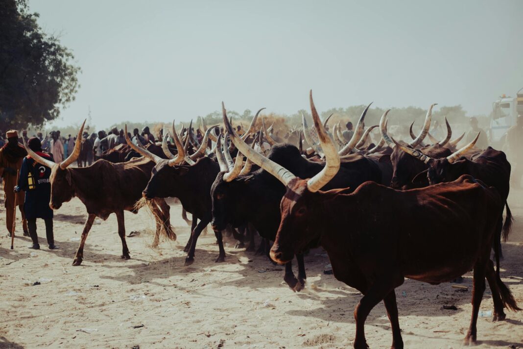 Soldiers Accused of Killing 17 Herdsmen in Southern Kaduna – Miyetti Allah