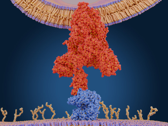 SOTROVIMAB: New COVID-19 Antibody “Neutralizes All Known SARS-CoV-2 Strains”; Made by GSK and Vir Biotech